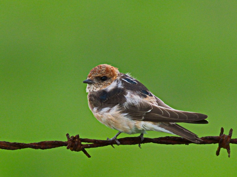Fairy Martin